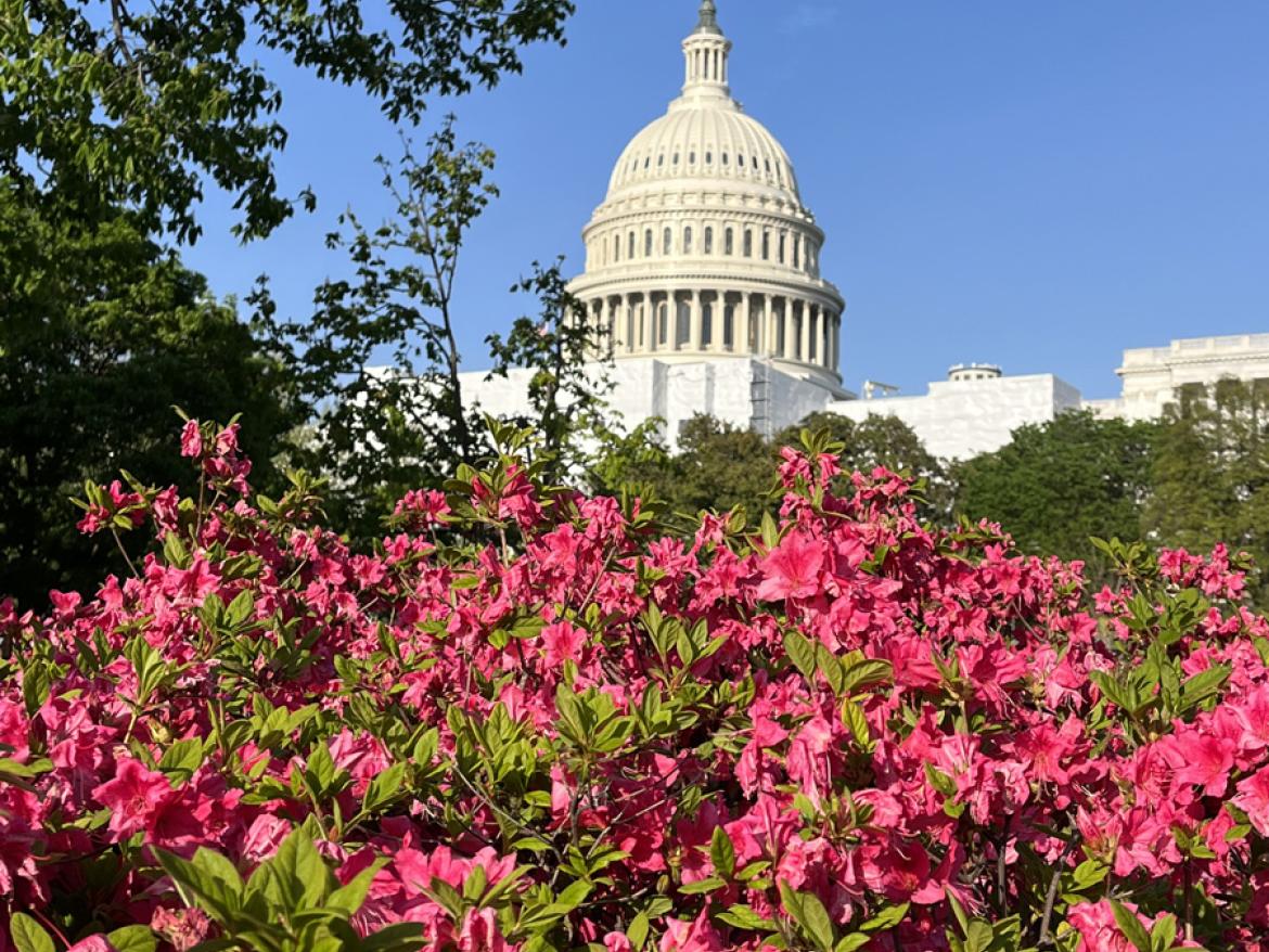 Azaleas bloom in front of the U.S. Capitol building in Washington, DC. Photo by Stephen Donahoe/FCNL.