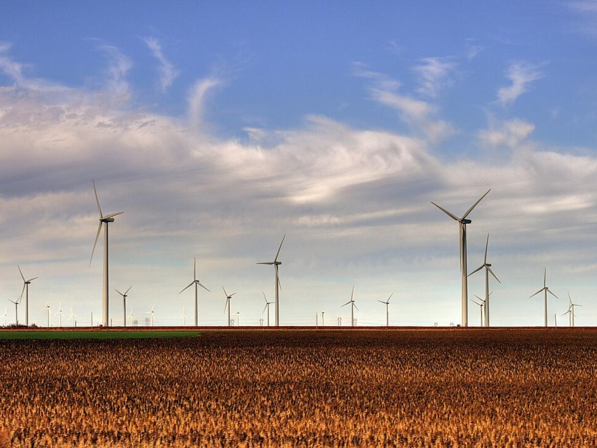 Windmills in a field