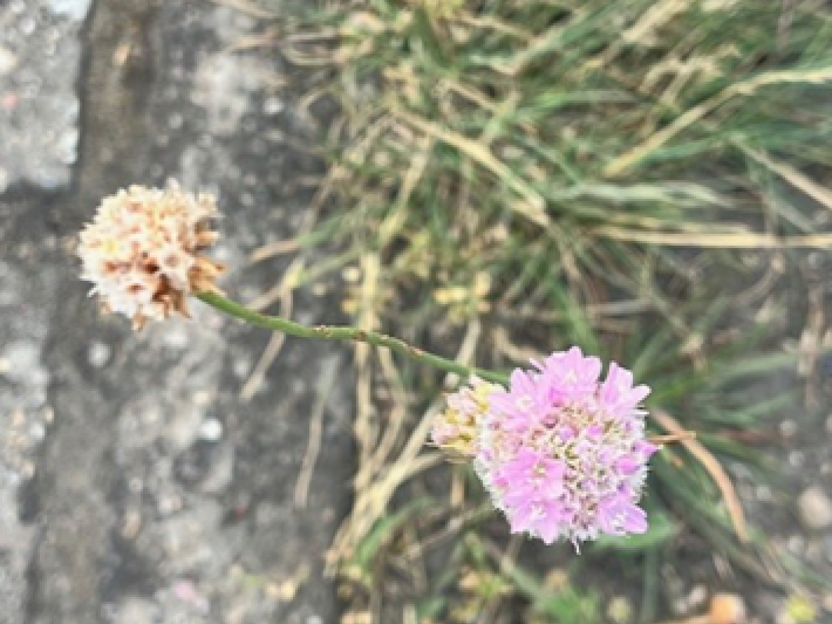 Flower growing out of concrete