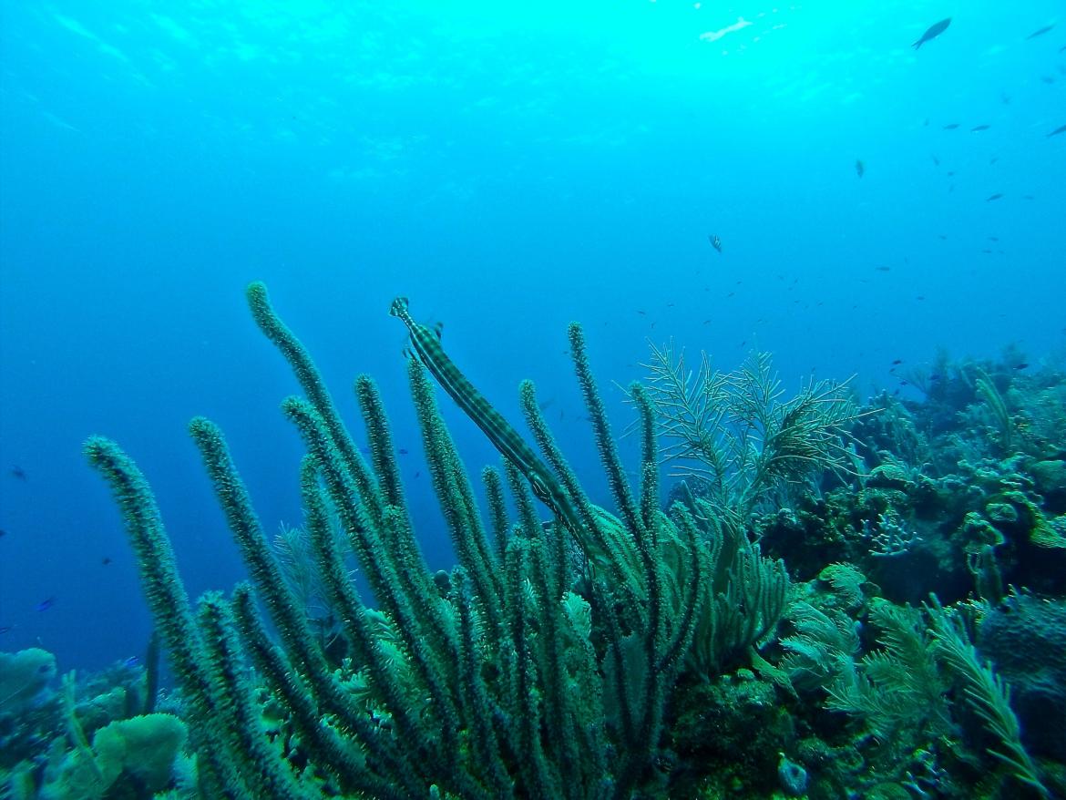 Coral reef in the ocean
