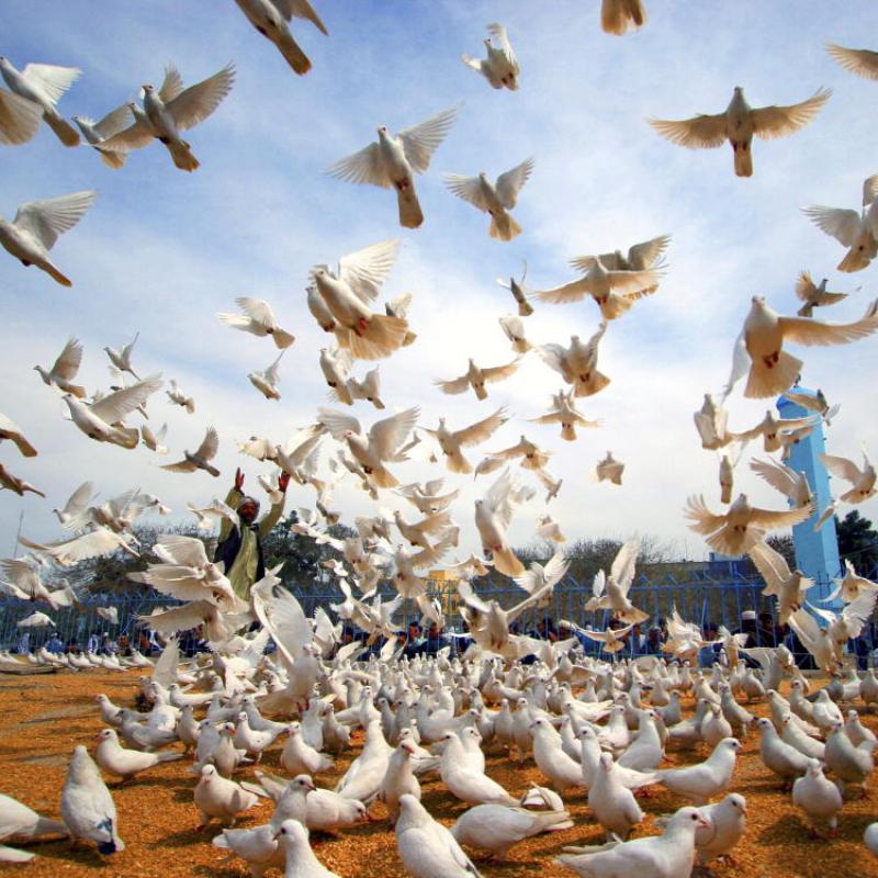 Peace doves taking flight
