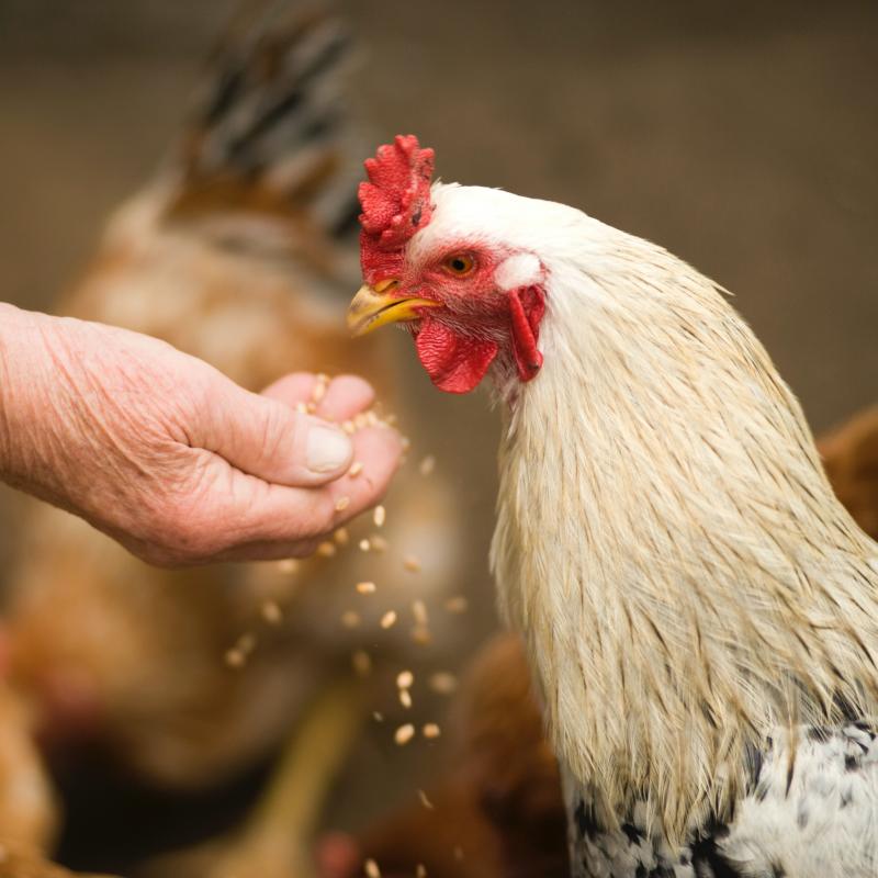 Person holds out hand to feed chickens