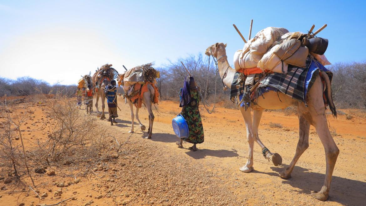 A family and their camels walk down a dry road in the Oromia region of Ethiopia. Drought and conflict have forced them to move.